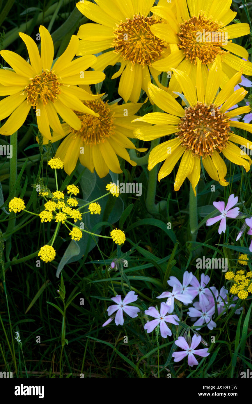USA, l'État de Washington, la Forêt nationale d'Okanogan, fleurs sauvages Banque D'Images