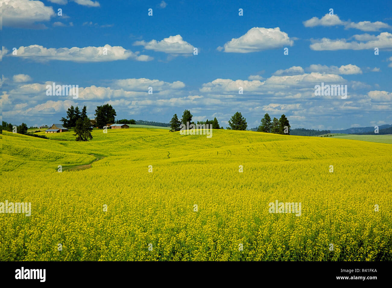 USA, l'État de Washington, le canola, les champs Palousienne Banque D'Images