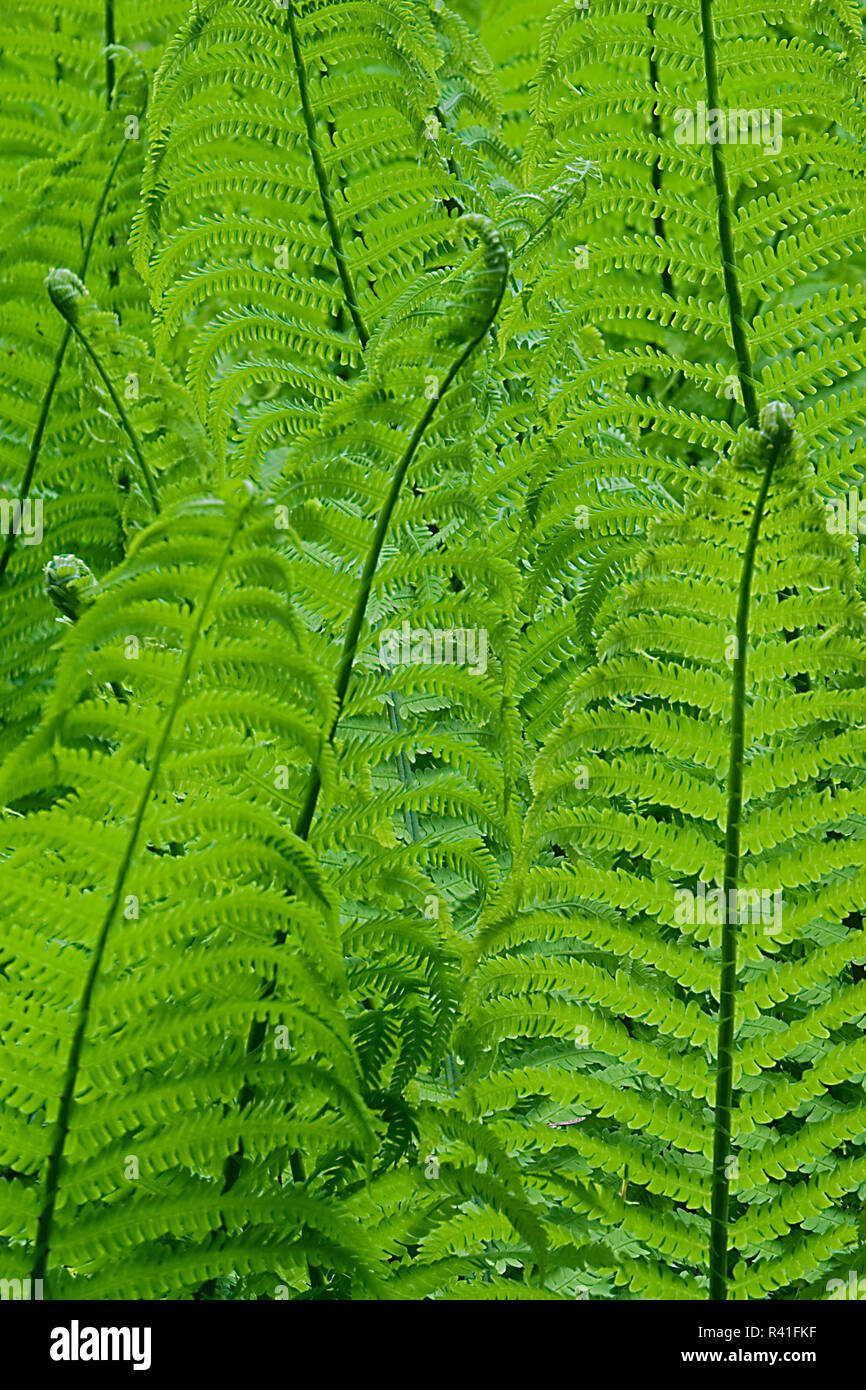 USA, l'État de Washington, Seattle, Washington Park Arboretum, Jardin botanique de l'Université de Washington Banque D'Images