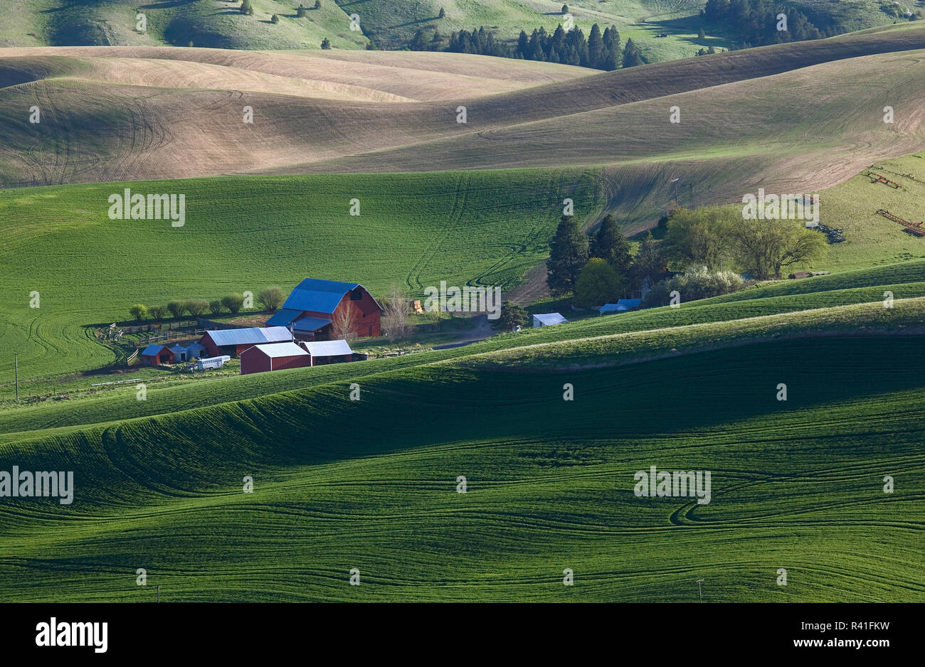 USA, l'État de Washington, les champs de blé Palouse Banque D'Images