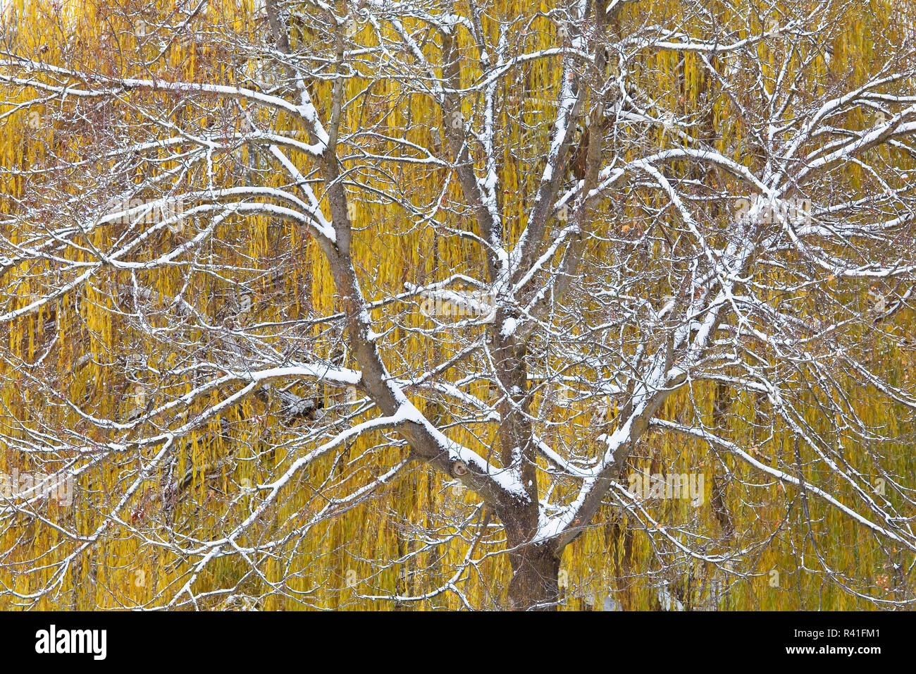 USA, l'État de Washington, Spokane, Parc Manito, automne neige, Willow Tree Banque D'Images