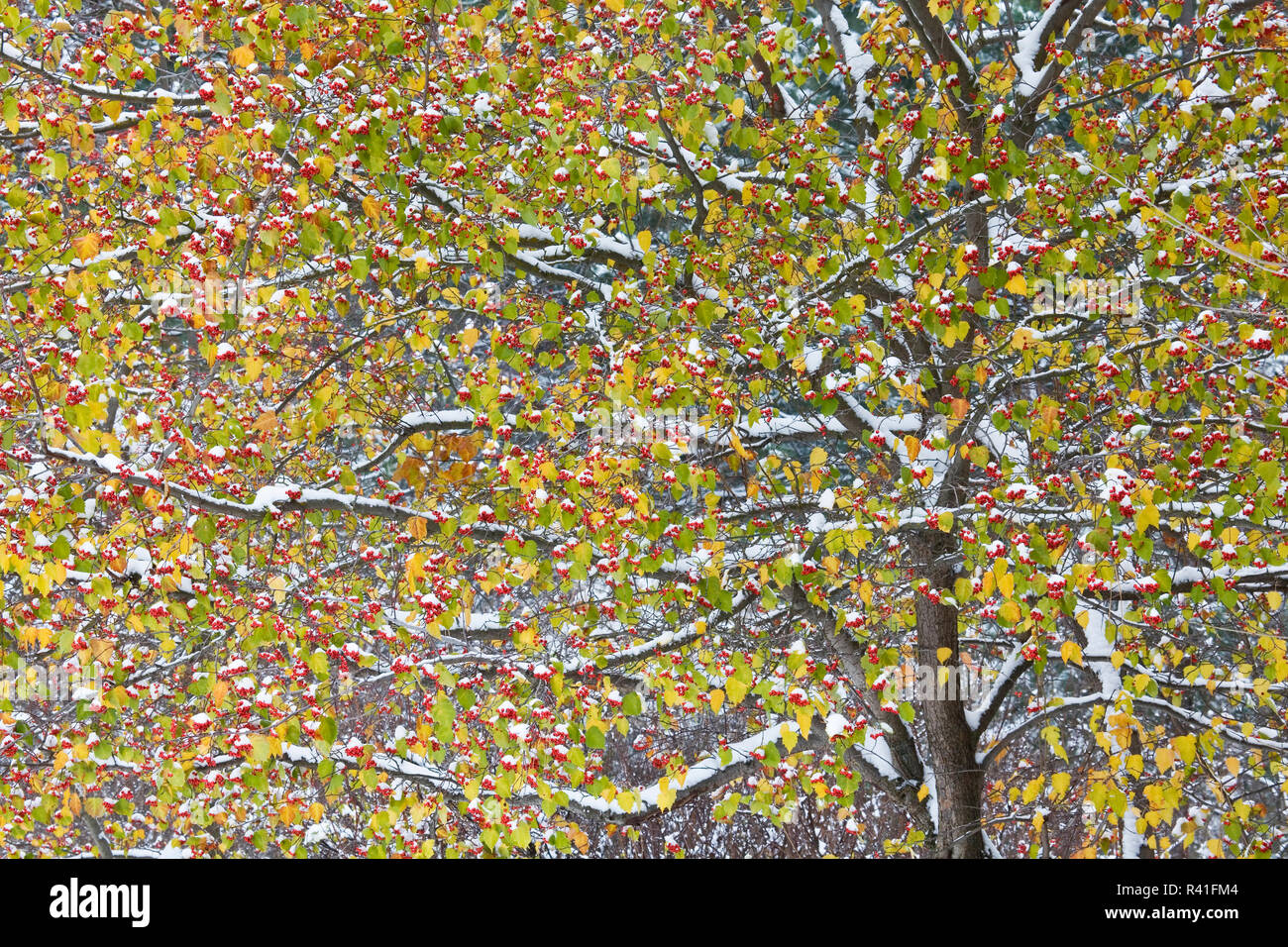 USA, l'État de Washington, Spokane, Manito Park, la neige d'automne, l'Aubépine Banque D'Images