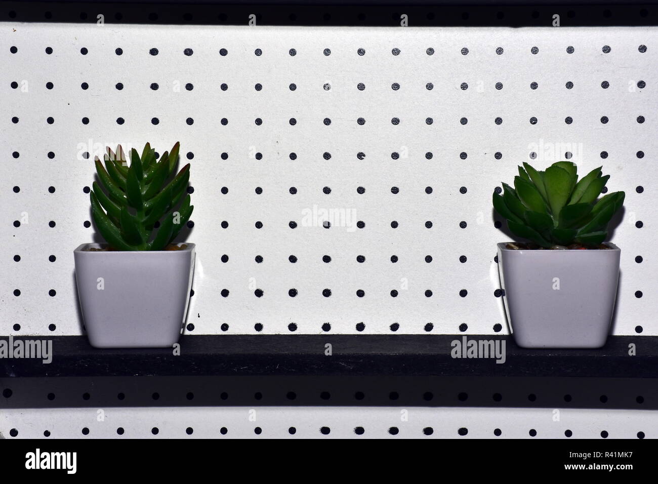 Imatation succulentes Banque D'Images