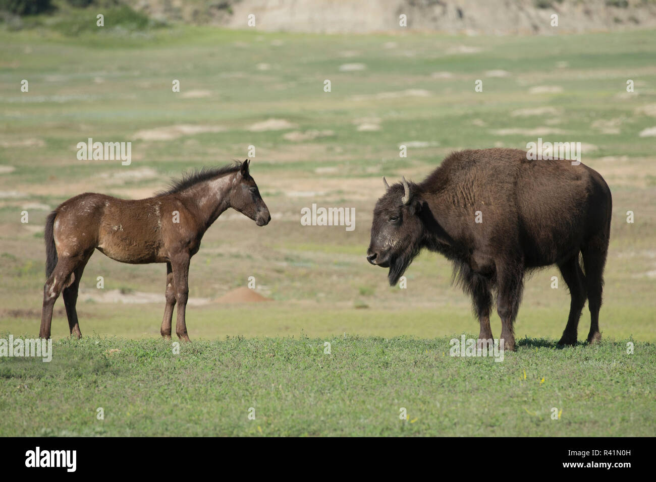 Poulain, curieux et jeunes bisons vérifiant les uns les autres, Parc National Theodore Roosevelt Banque D'Images