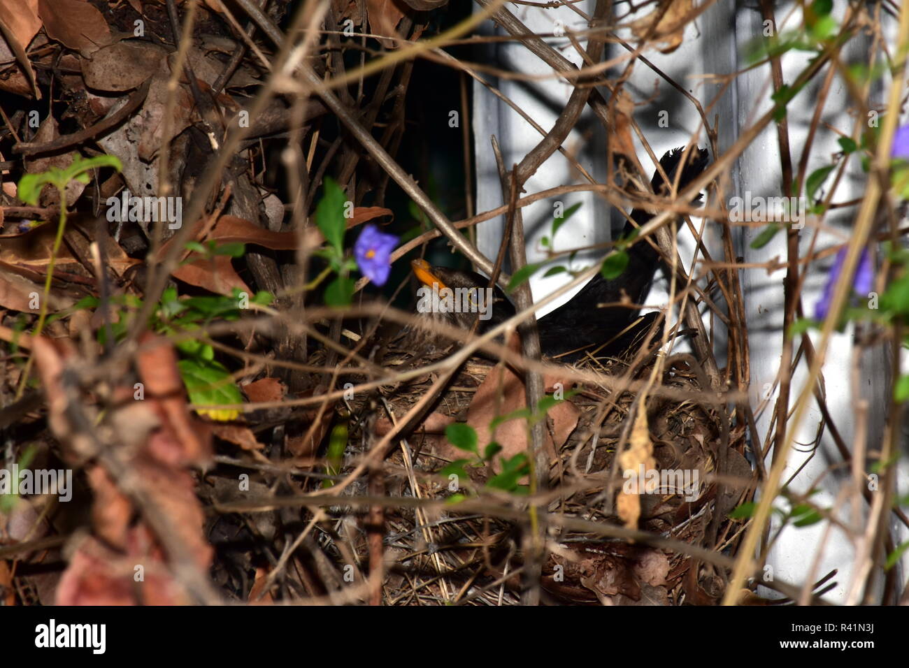 Sur un nid d'oiseaux Banque D'Images