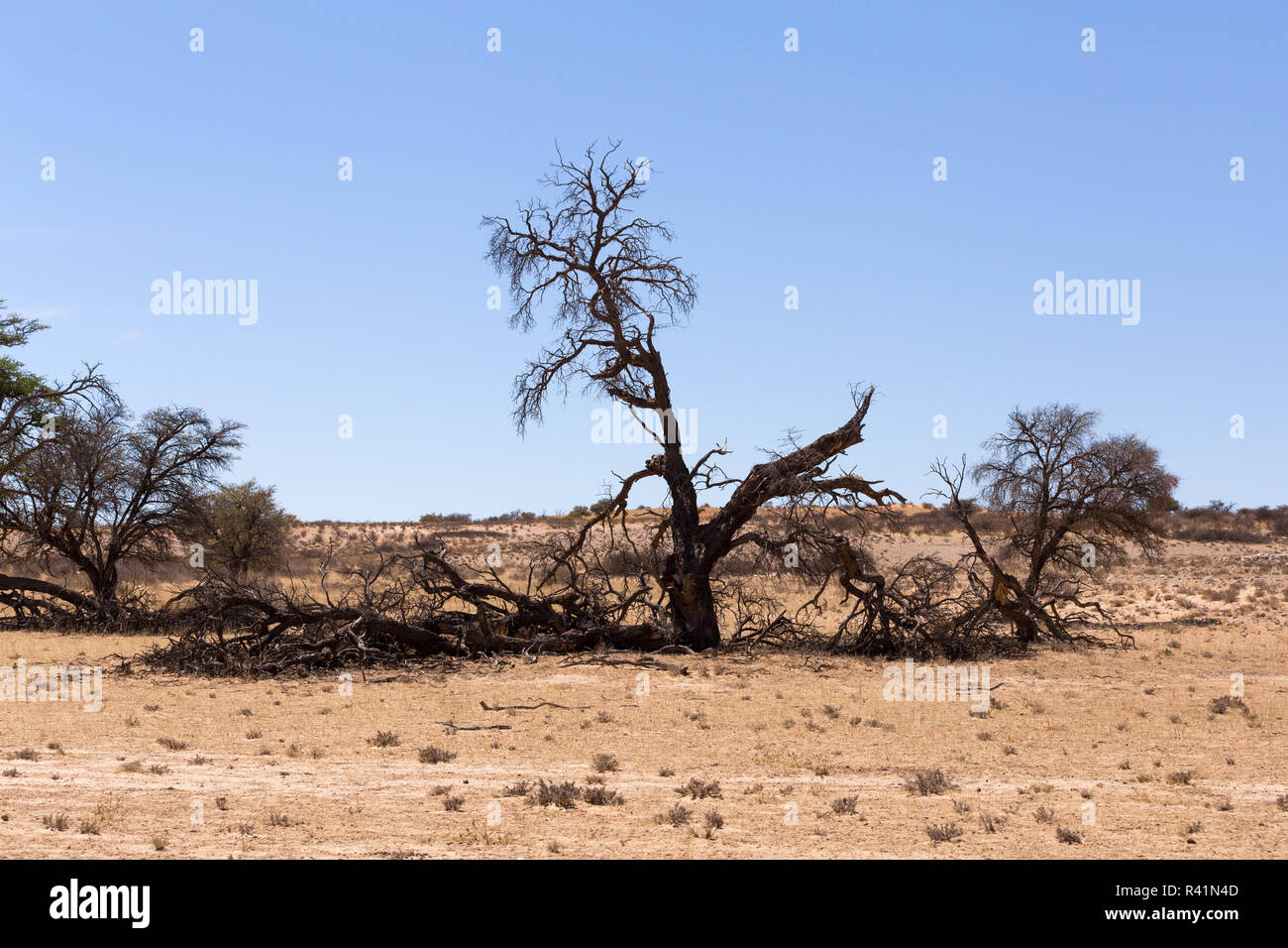 Transfontier kgalagadi park Banque D'Images