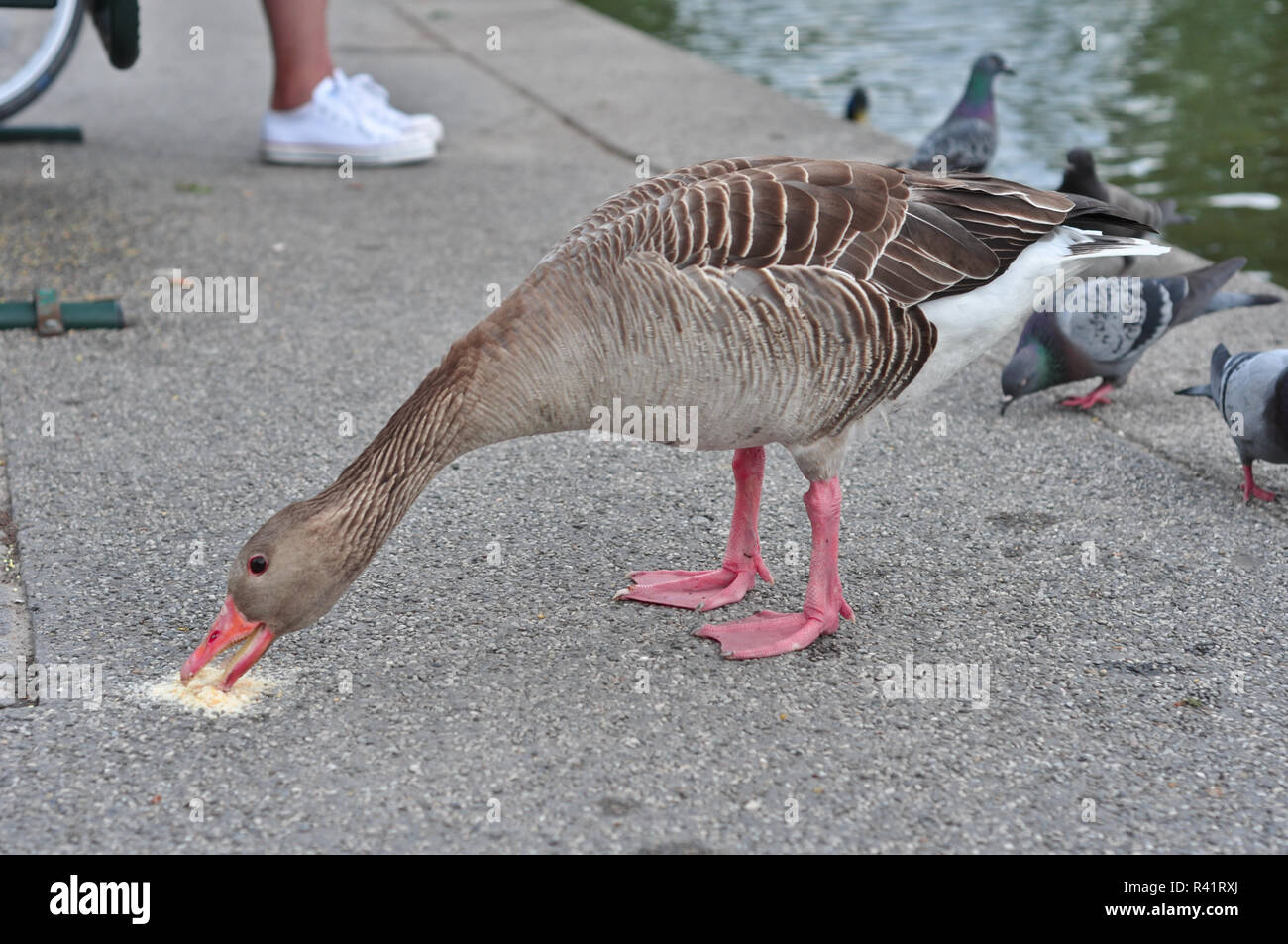 Mange du canard à une banque de pierre millet de l'étang Banque D'Images