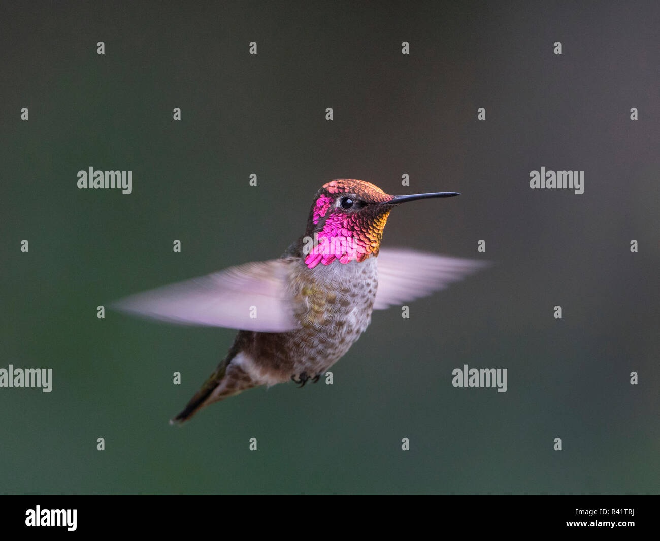 USA, l'État de Washington. Homme Anna's Hummingbird (Calypte anna) affiche son gorgerin en vol stationnaire en vol. Banque D'Images