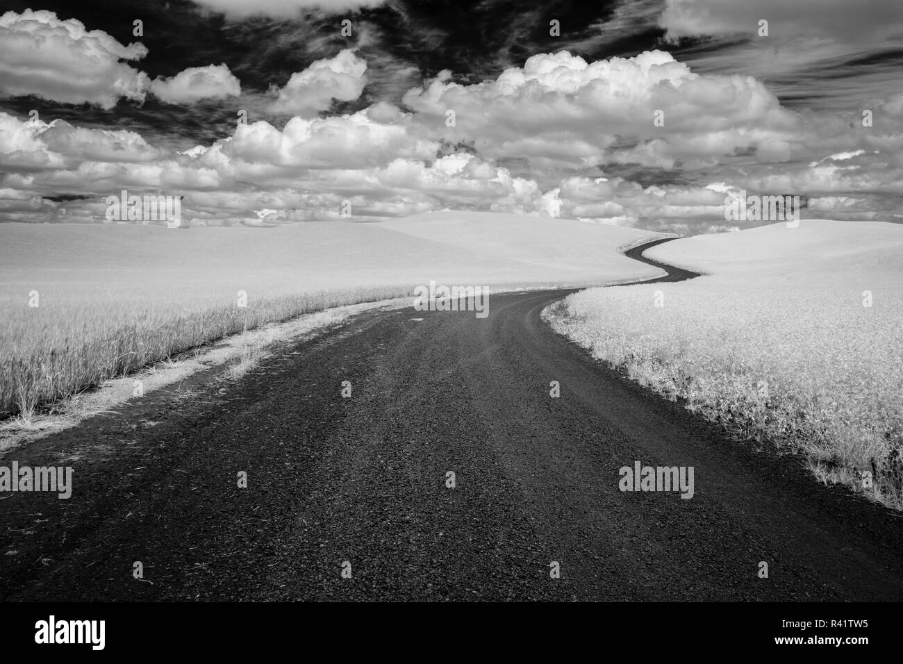 USA, l'État de Washington. Infrarouge, Palouse, winding road, ferme Banque D'Images