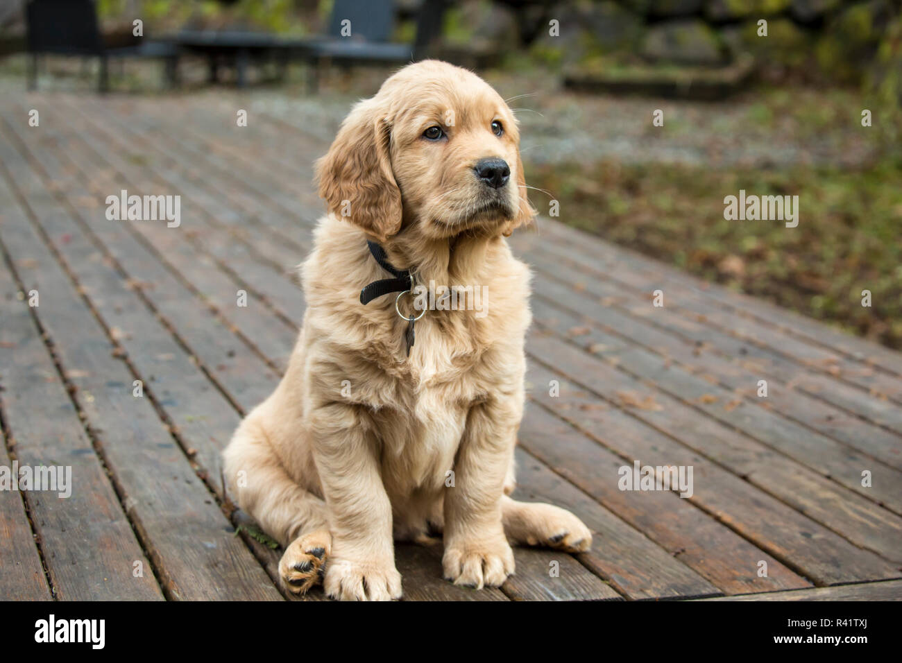 Issaquah, Washington State, USA. Huit semaines chiot Golden Retriever assis sur une terrasse en bois. (PR) Banque D'Images