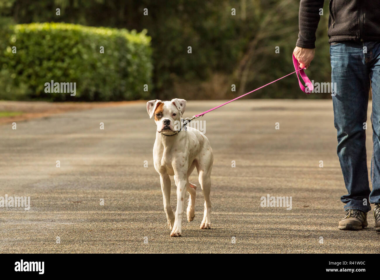 Issaquah, Washington State, USA. Homme marchant son chiot Boxer Nikita, sur une route non marquée. (PR,MR) Banque D'Images