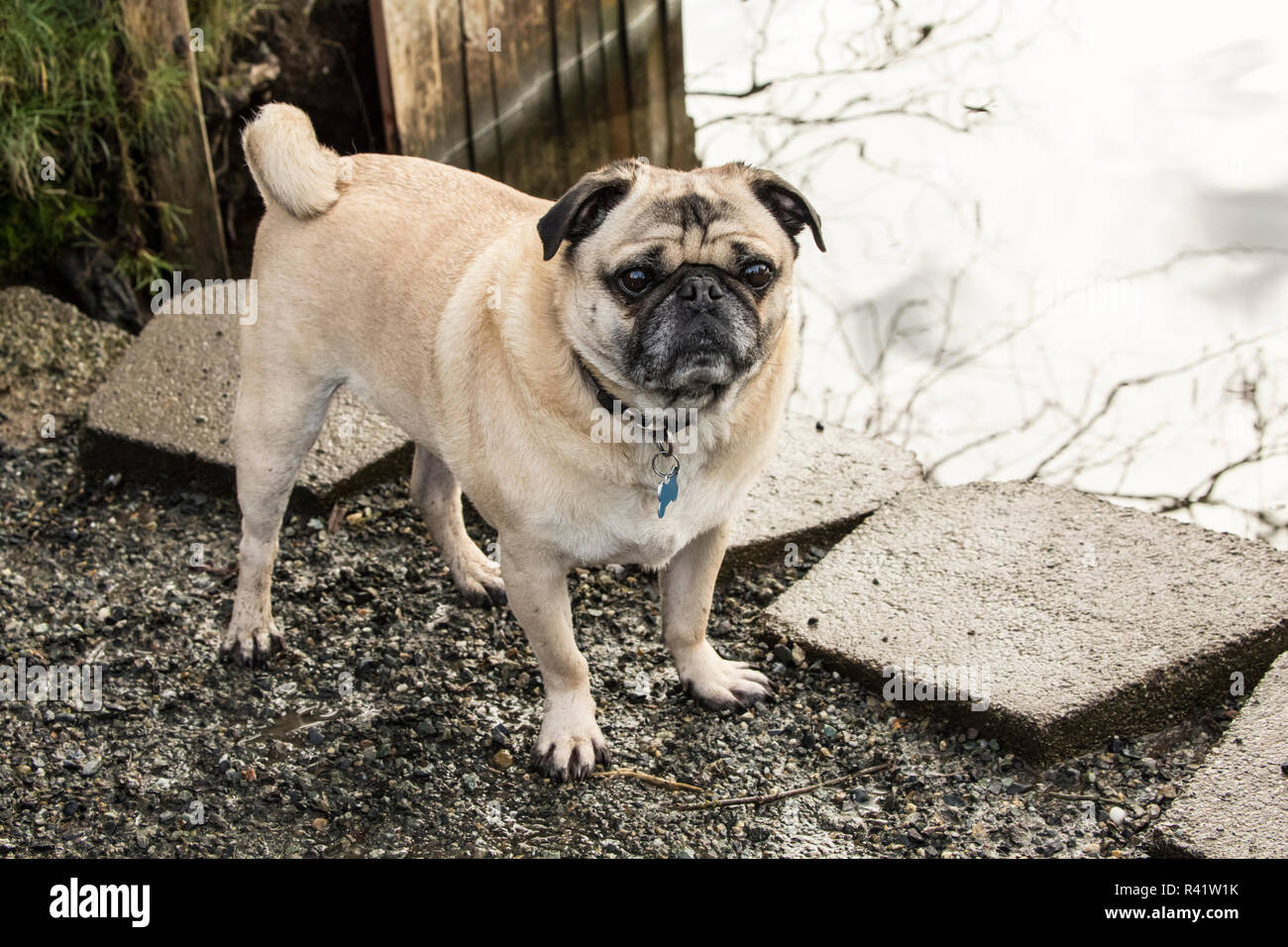 Redmond, État de Washington, USA. De couleur fauve le Pug posing par la rivière Sammamish en Marymoor Park. (PR) Banque D'Images