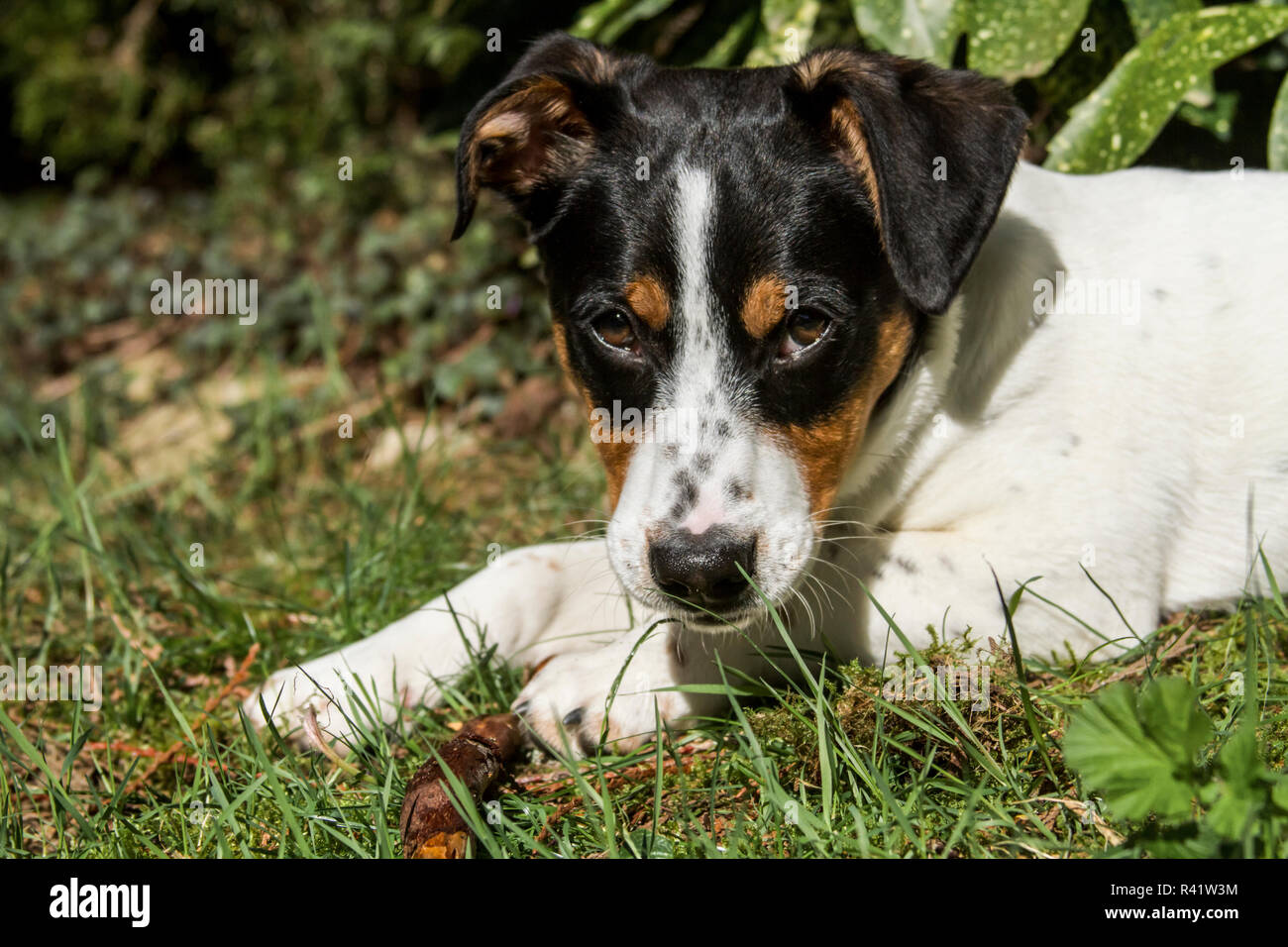 Issaquah Washington Quatre Mois Fox Terrier Chien De Race