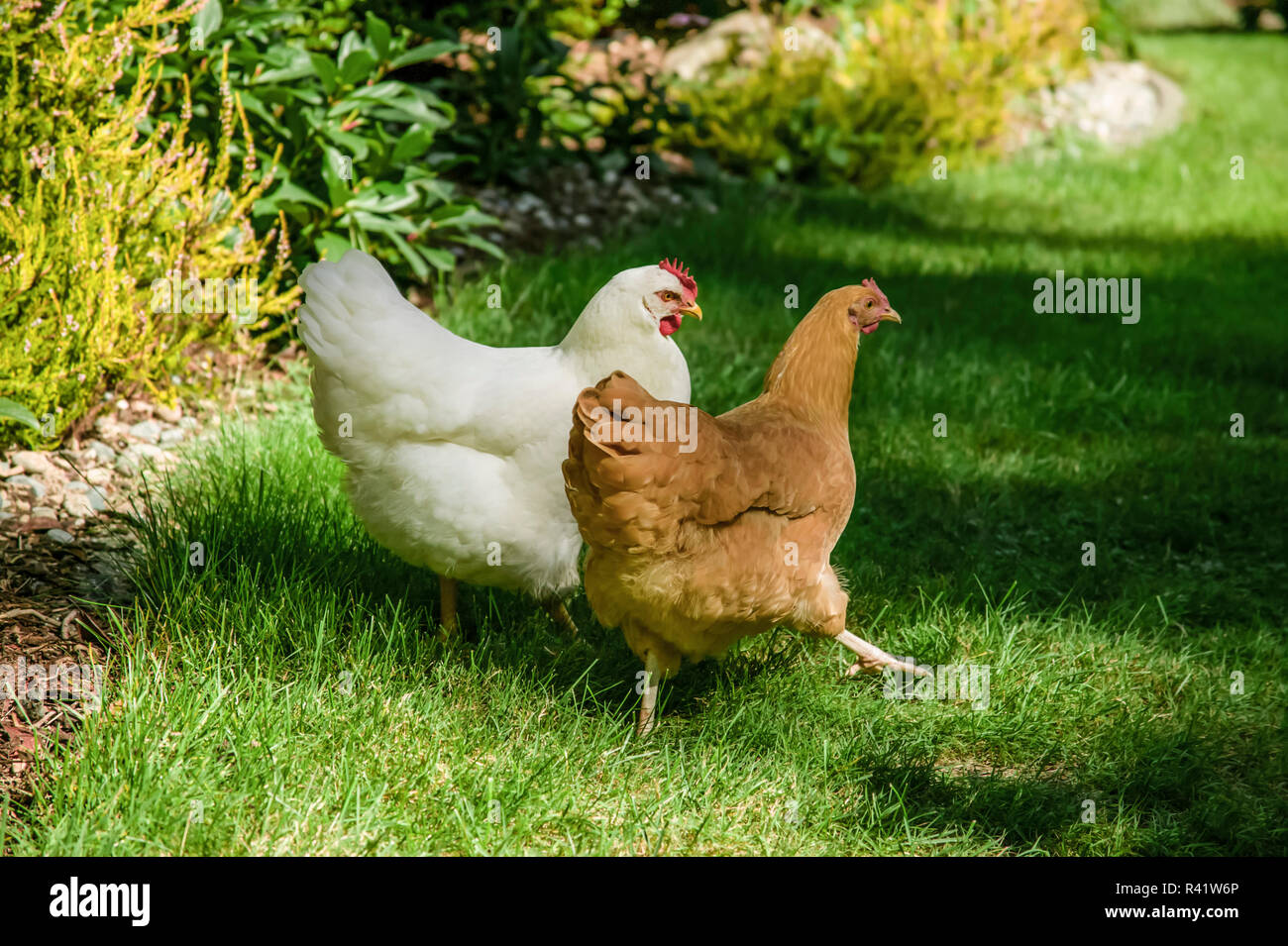 Issaquah, Washington State, USA. Les White Plymouth Rock et Buff Orpington poulets. marchant sur une pelouse. (PR) Banque D'Images