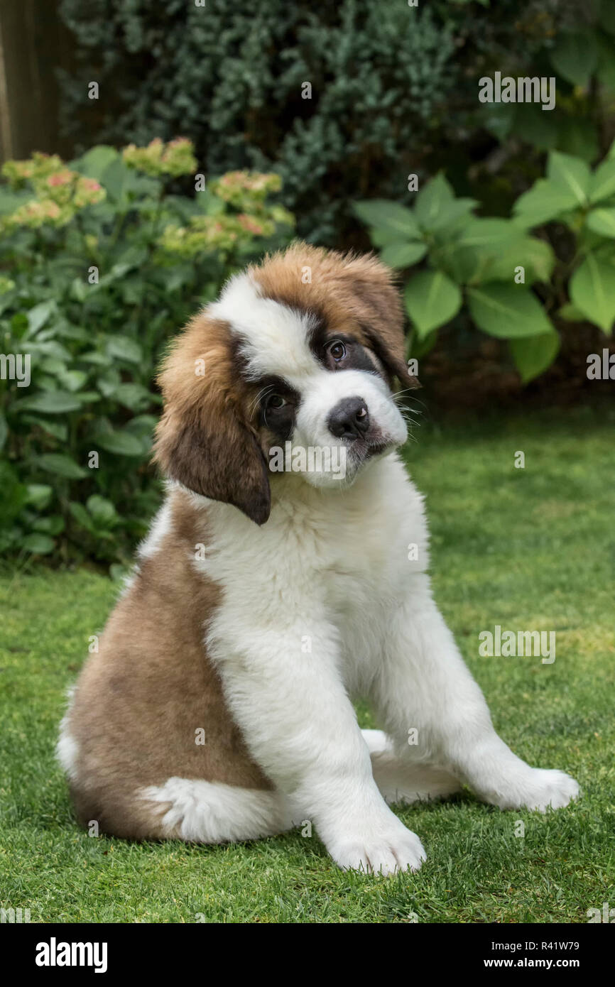 Renton, Washington State, USA. Portrait de trois mois chiot Saint Bernard  dans sa cour. (PR Photo Stock - Alamy