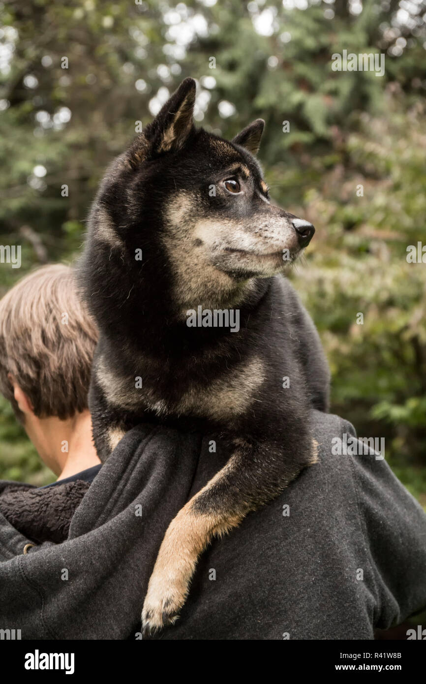 Issaquah, Washington State, USA. Trois ans d'Innus Shiba sur l'épaule par un jeune homme. (PR,MR) Banque D'Images