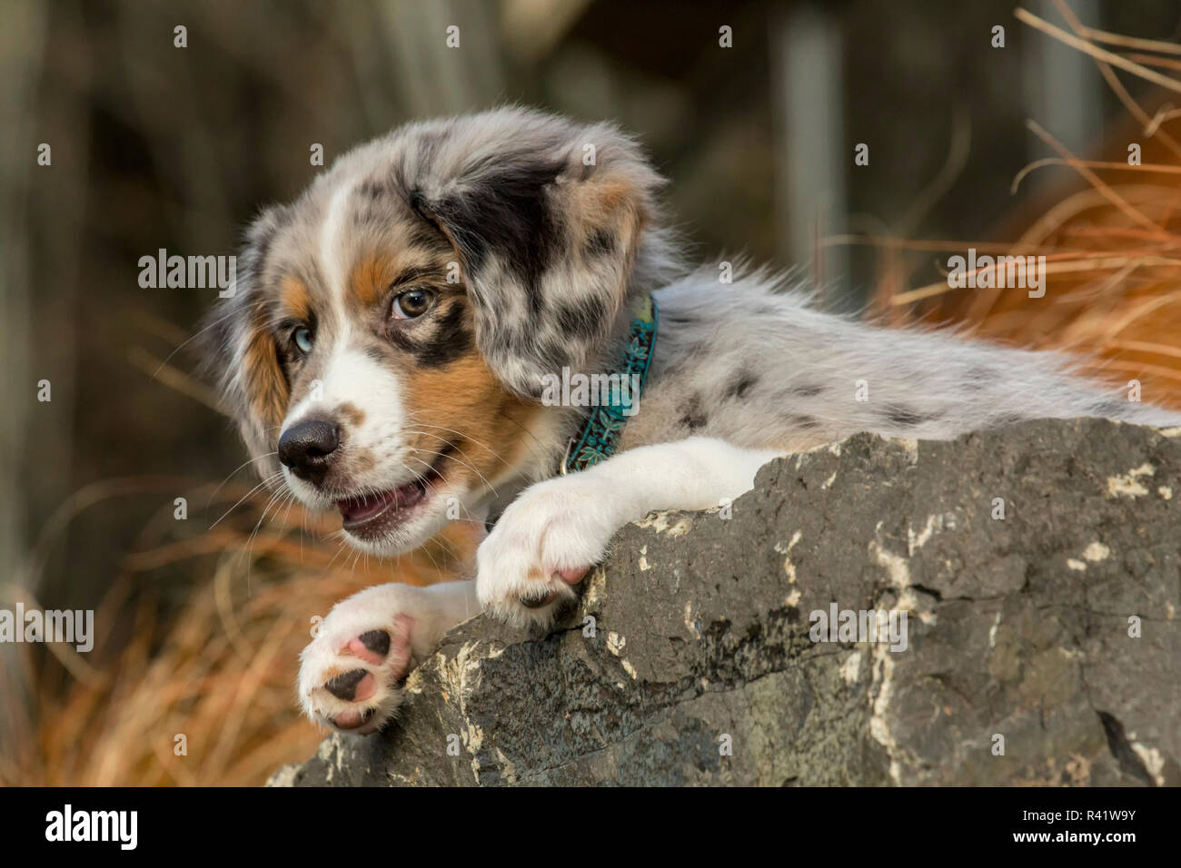 Sammamish Washington State Usa Trois Mois Chiot Berger Australien Bleu Merle Et De Repos Donnant Sur Une Saillie Rocheuse Pr Photo Stock Alamy