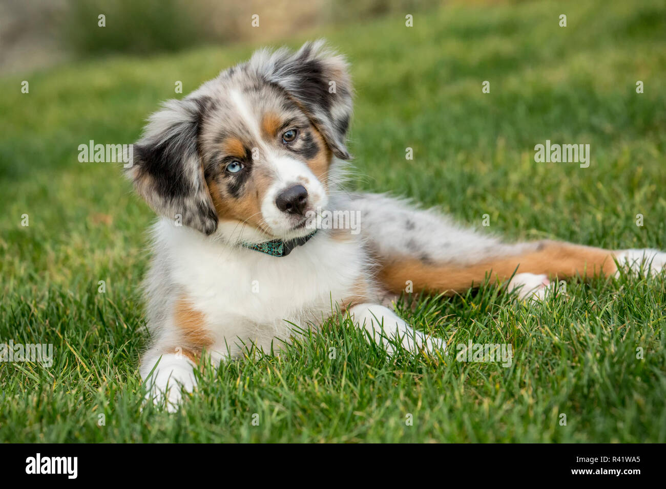 Sammamish, Washington State, USA. Trois mois chiot Berger Australien Bleu  Merle se reposant dans sa pelouse (PR Photo Stock - Alamy