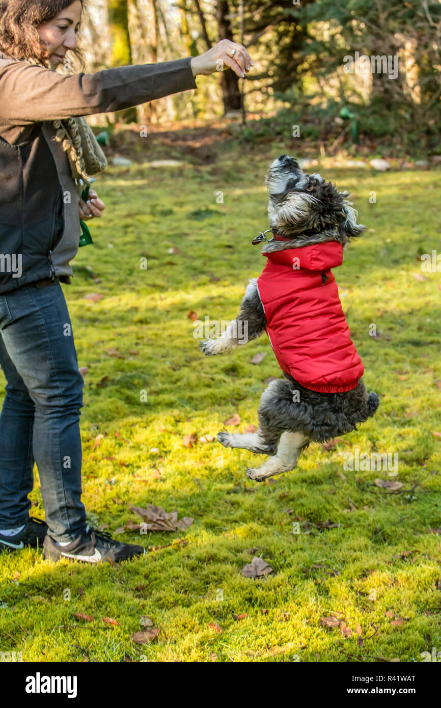 Issaquah, Washington State, USA. Sept mois chiot Schnoodle formés pour aller par son propriétaire. (PR,MR) Banque D'Images
