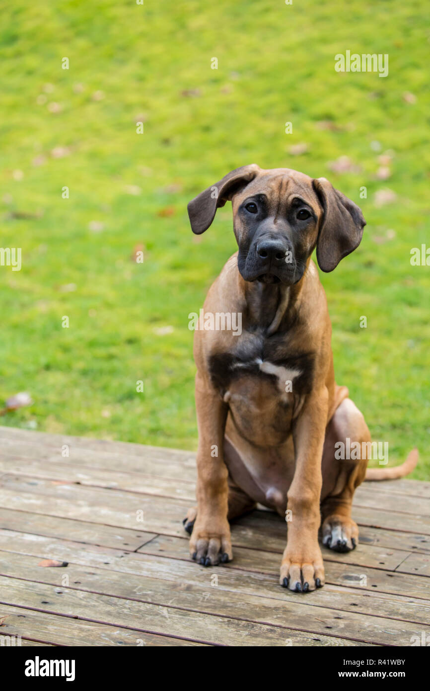 Issaquah, Washington State, USA. Quatre mois Rhodesian Ridgeback puppy assis sur une terrasse en bois. (PR) Banque D'Images