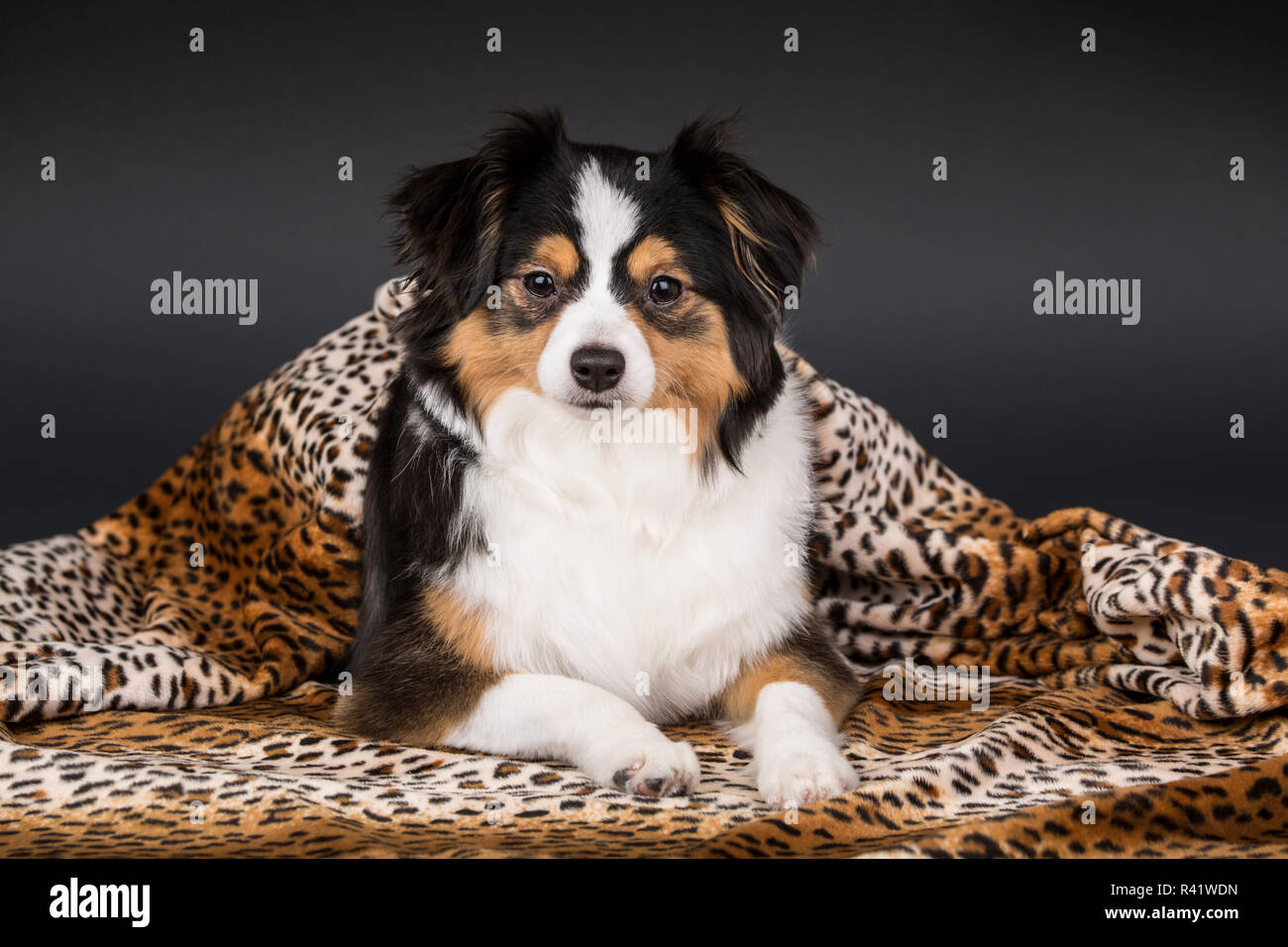 (Miniature ou Toy) chiot Berger Australien partiellement enveloppé dans une couverture. (PR) Banque D'Images