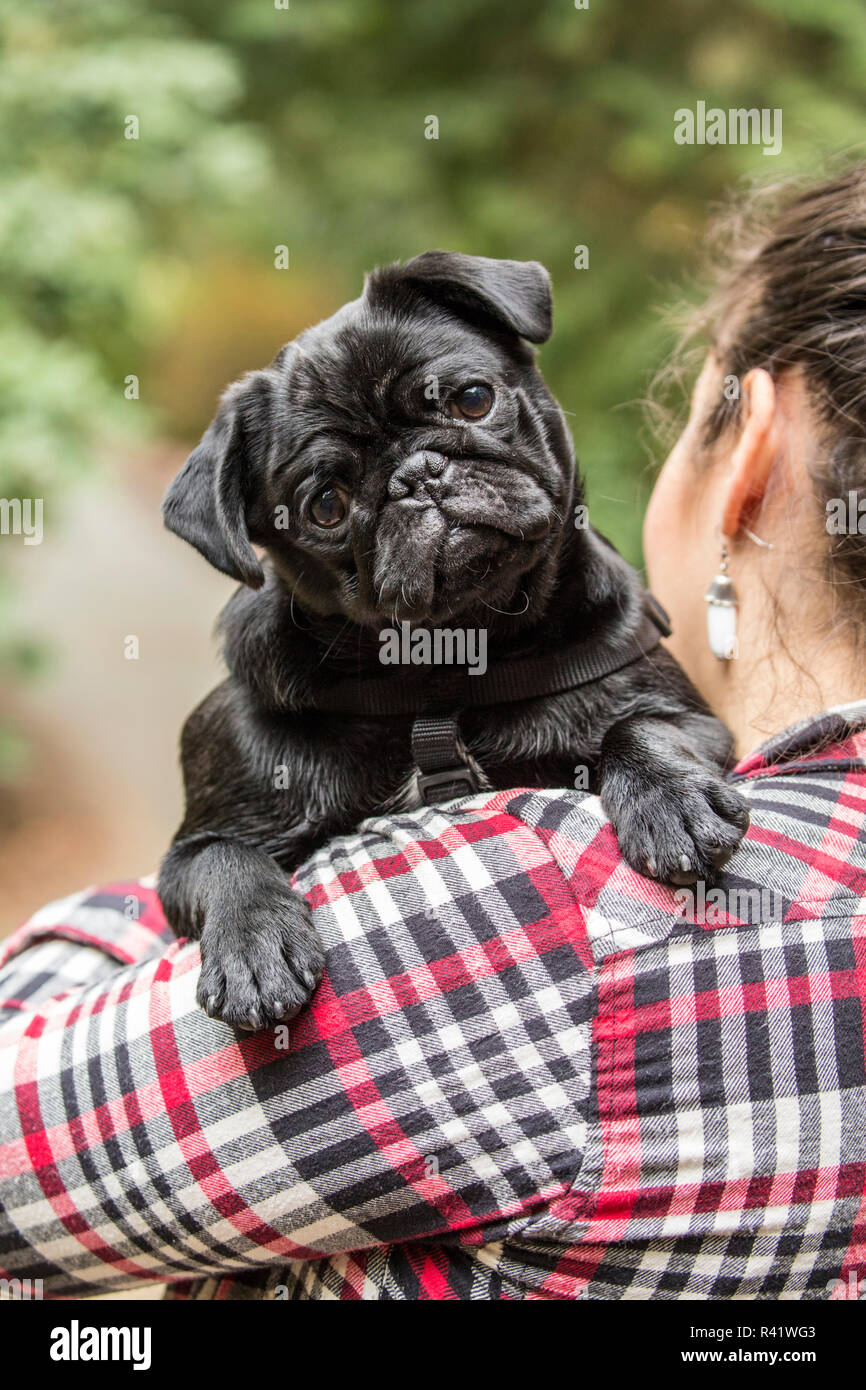 Issaquah, Washington State, USA. Femme tenant son chiot Pug noir. (Monsieur,PR) Banque D'Images