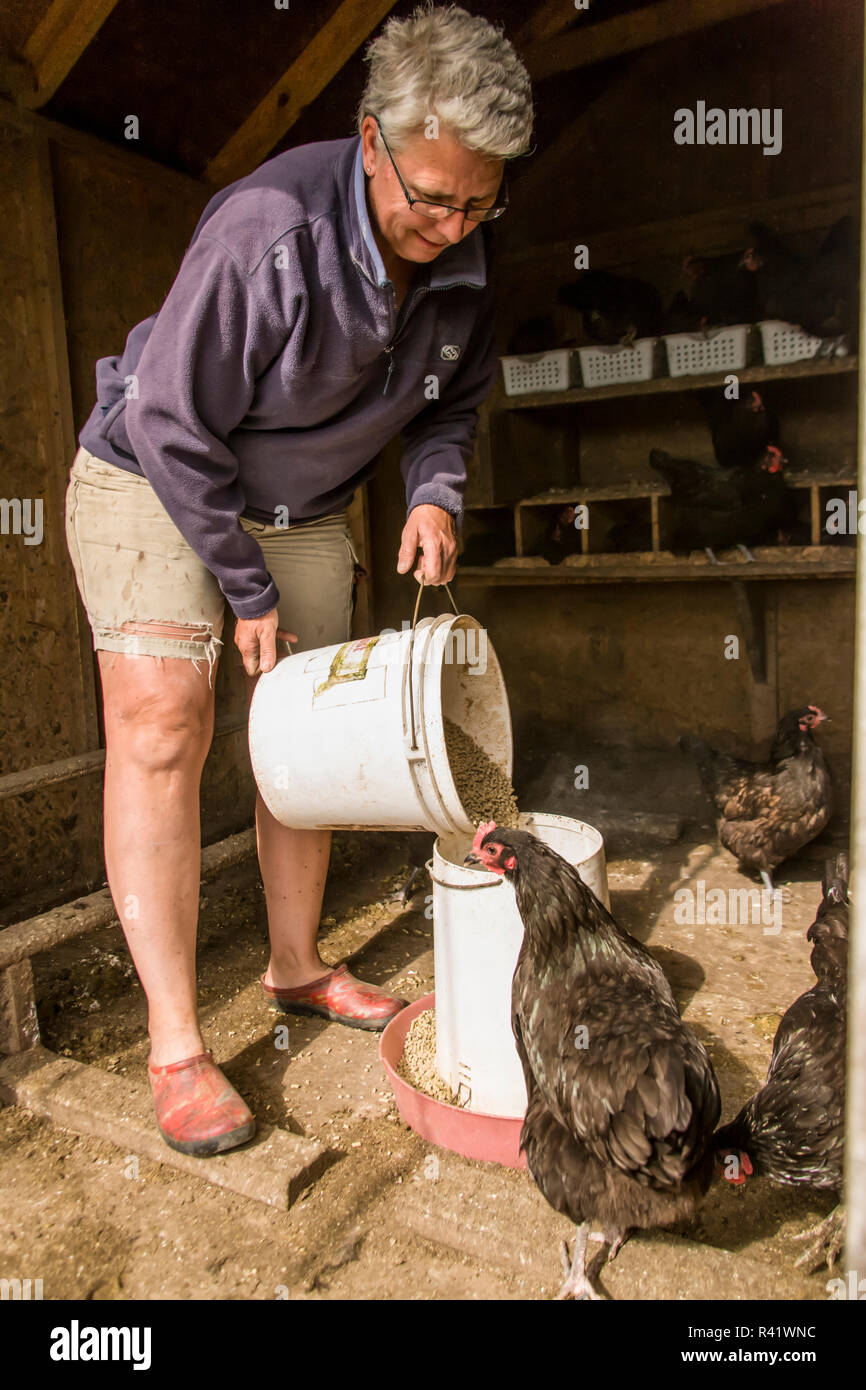 Oeillet, de l'État de Washington, USA. Femme Black Australorp l'alimentation des poulets. (PR,MR) Banque D'Images