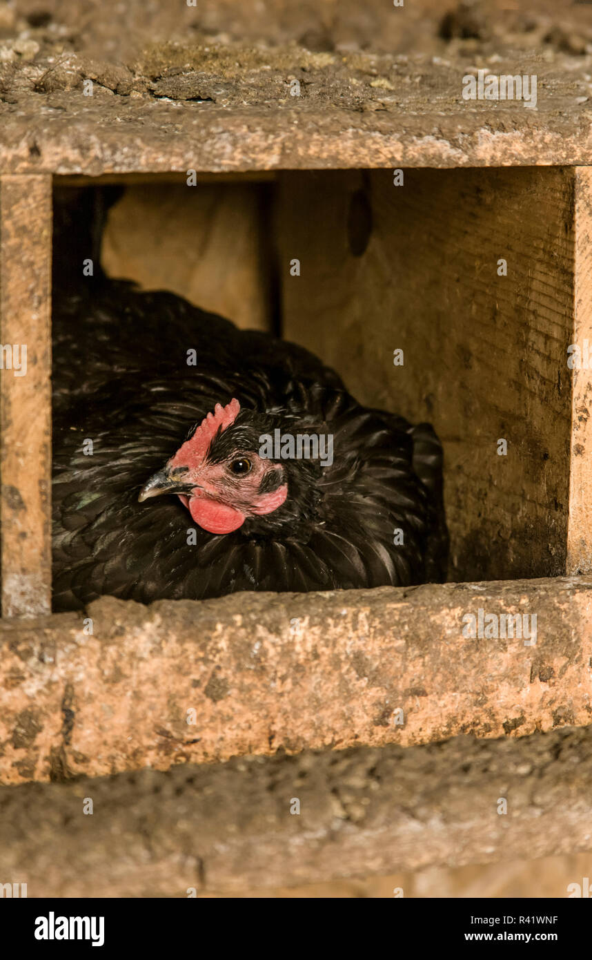 Oeillet, de l'État de Washington, USA. Black Australorp poulets sont connus pour être de bonnes mères et gardiennes des nids. (PR) Banque D'Images