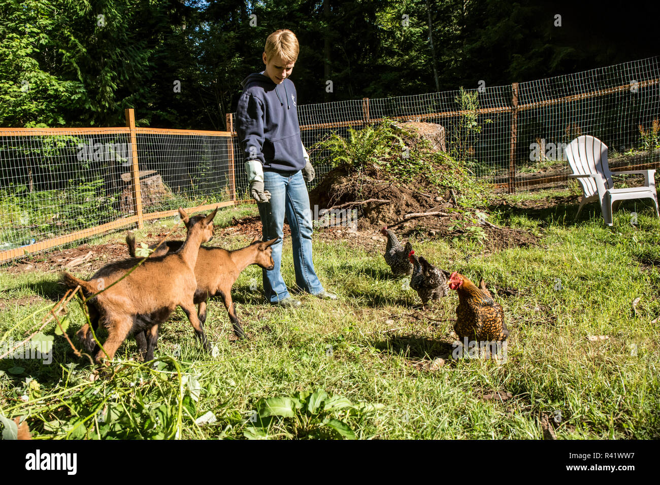 Issaquah, Washington State, USA. Femme et son ancienne semaine 11 chèvres et l'Oberhasli Plymouth Rock barrée et poules Rhode Island Red. (Monsieur,PR) Banque D'Images