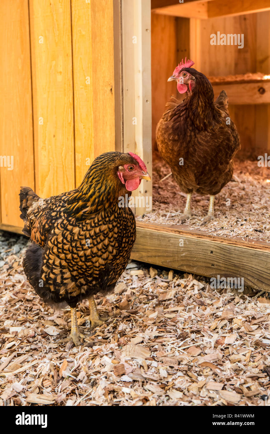 Issaquah, Washington State, USA. Lacé Wyandotte doré et poules Rhode Island Red devant une grange. (PR) Banque D'Images