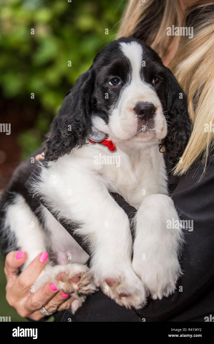 Issaquah, Washington State, USA. Woman holding her deux mois Springer Spaniel puppy. (Monsieur,PR) Banque D'Images