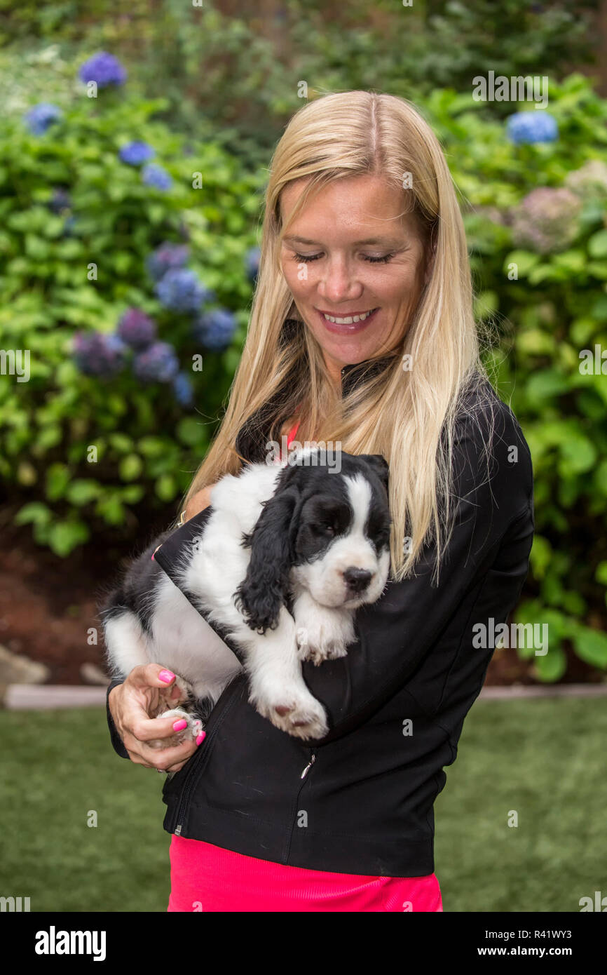 Issaquah, Washington State, USA. Woman holding her deux mois Springer Spaniel puppy. (Monsieur,PR) Banque D'Images