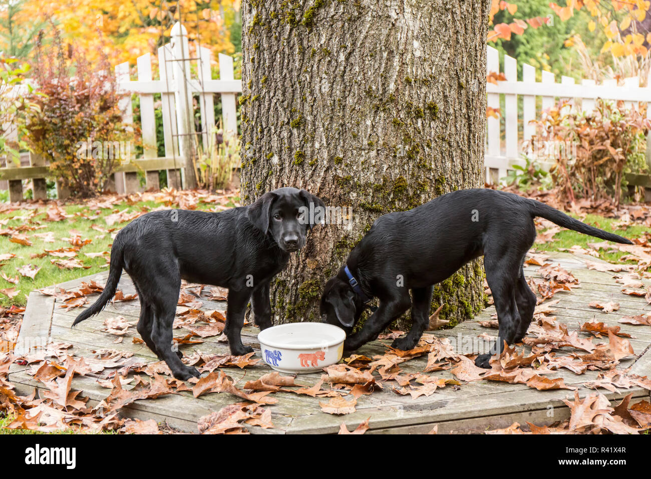 Bellevue, Washington State, USA. Trois mois vieux Labrador noir chiots obtenir une boisson. (PR) Banque D'Images