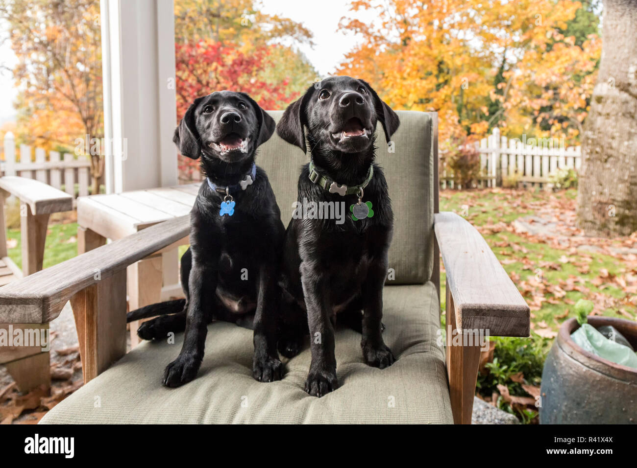 Bellevue, Washington State, USA. Trois mois chiots Labrador noir, posant sur une chaise de patio. (PR) Banque D'Images