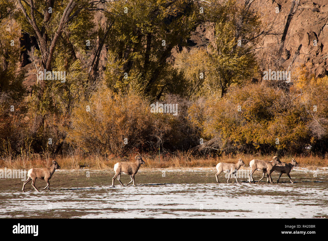 USA, Wyoming, Yellowstone National Park. Paysage avec des mouflons. Banque D'Images