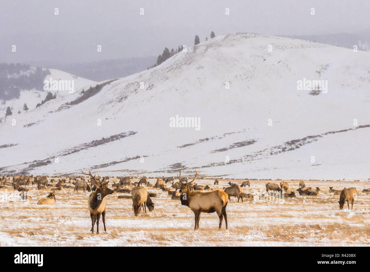 USA, Wyoming, le National Elk Refuge. Troupeau de wapitis. Banque D'Images