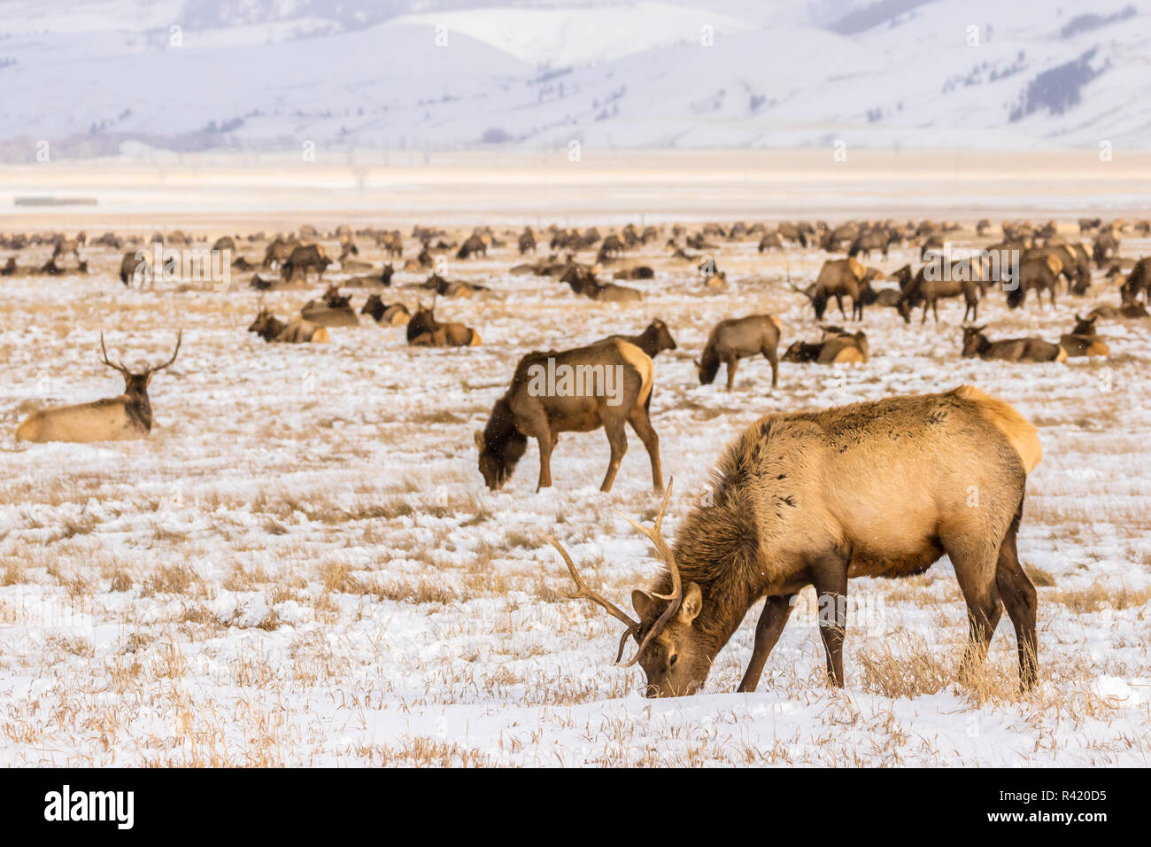 USA, Wyoming, le National Elk Refuge. Troupeau de wapitis. Banque D'Images