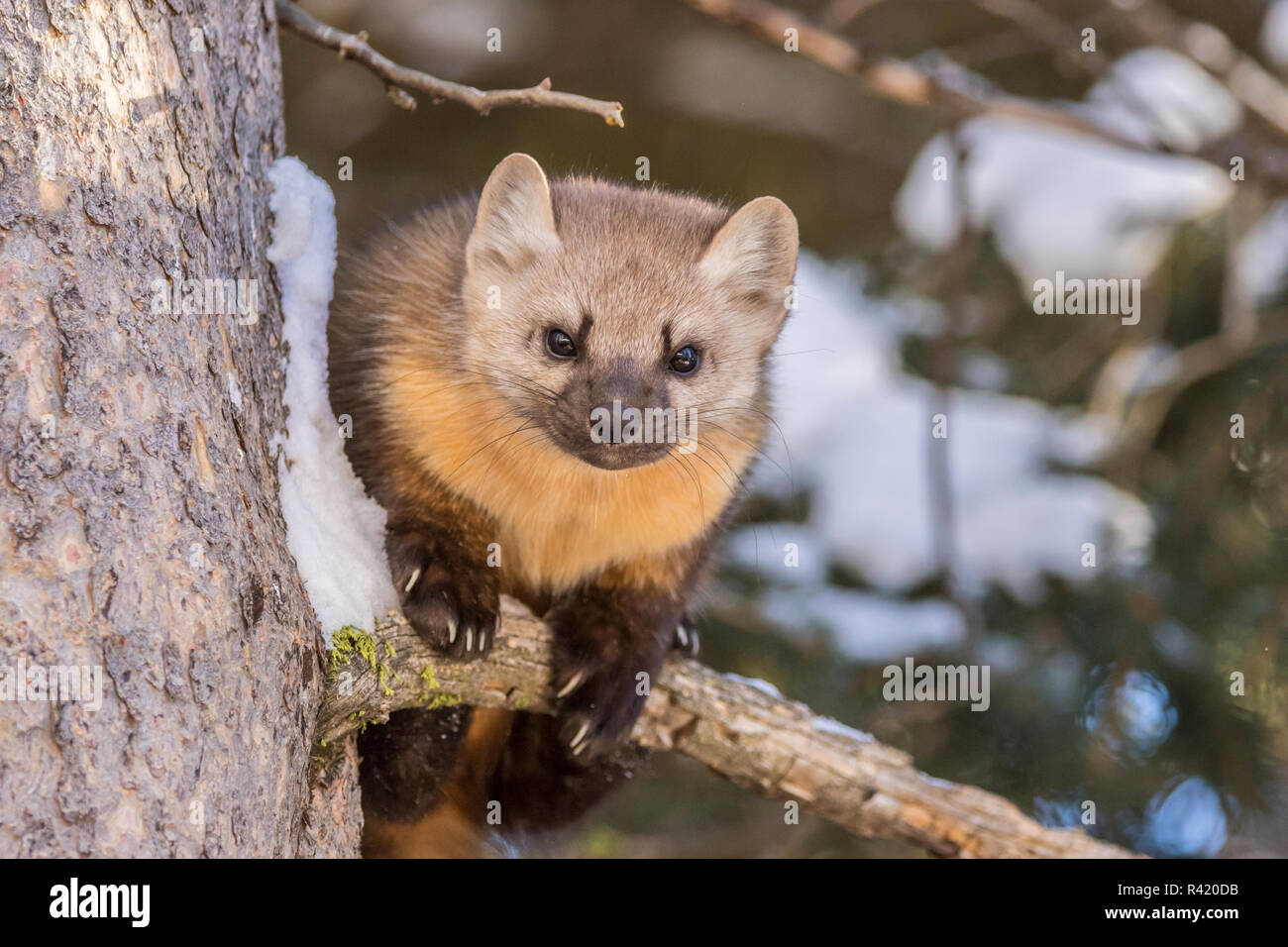 USA, Montana, forêt nationale de Shoshone. La martre des pins close-up en hiver. Banque D'Images