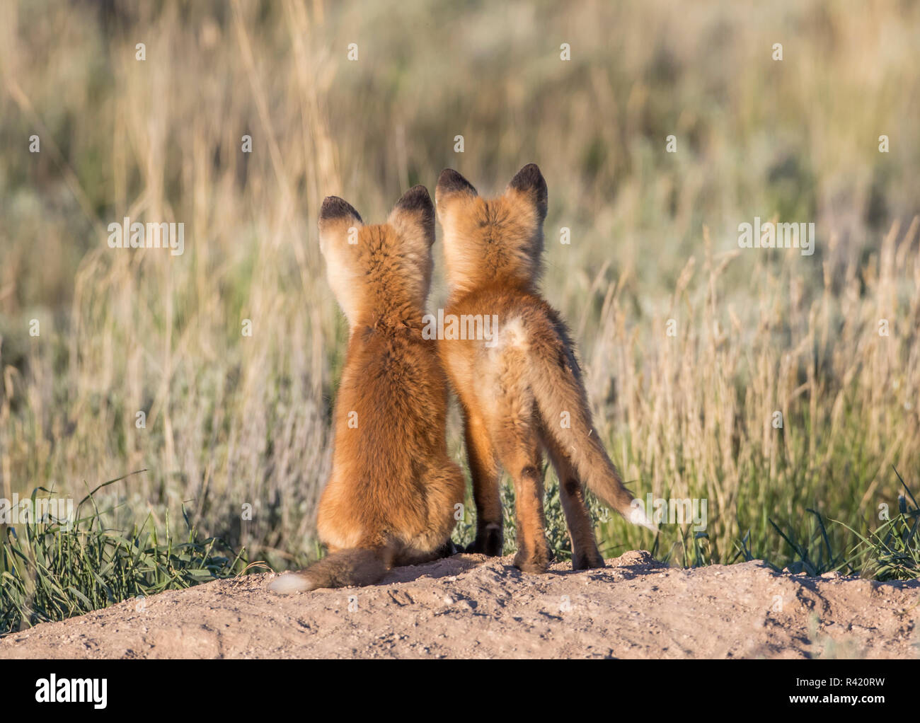 USA, Wyoming, comté de Sublette. Deux jeunes fox montre de kits de leur tanière pour un parent de retour avec le dîner. Banque D'Images