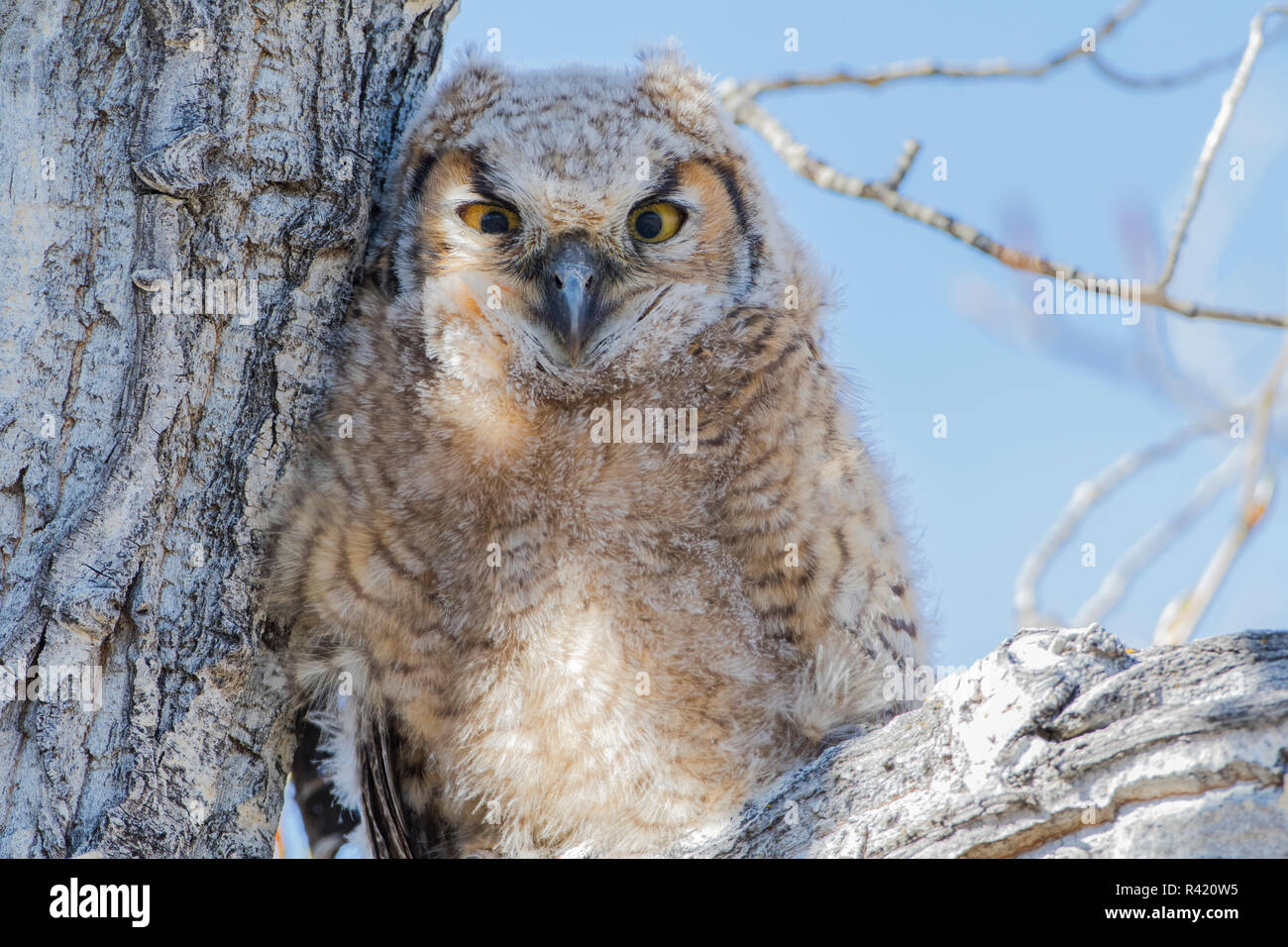 USA, Wyoming, comté de Lincoln. Grand-duc d'Owlet perché sur une branche de peuplier au printemps. Banque D'Images