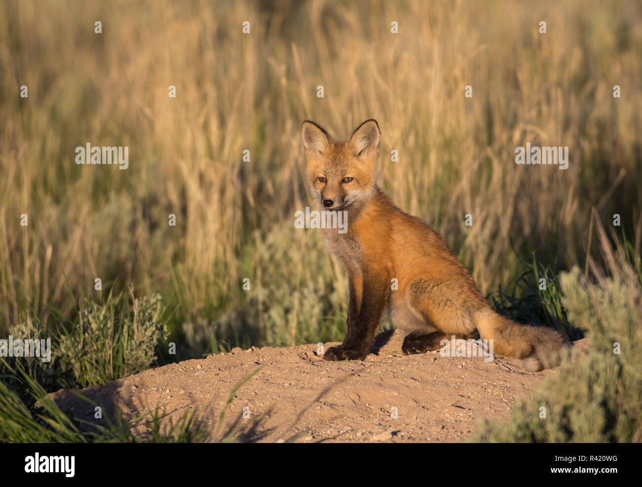 USA, le comté de Sublette (Wyoming). Les jeunes Red Fox se trouve dans la lumière du soir en haut de sa tanière. Banque D'Images