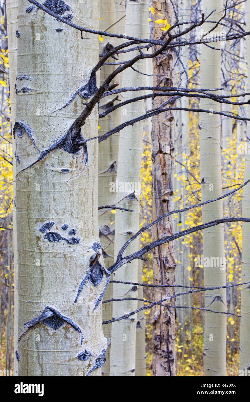 USA, Wyoming, comté de Sublette. Aspen trunks se détachent sur le jaune des couleurs de l'automne. Banque D'Images