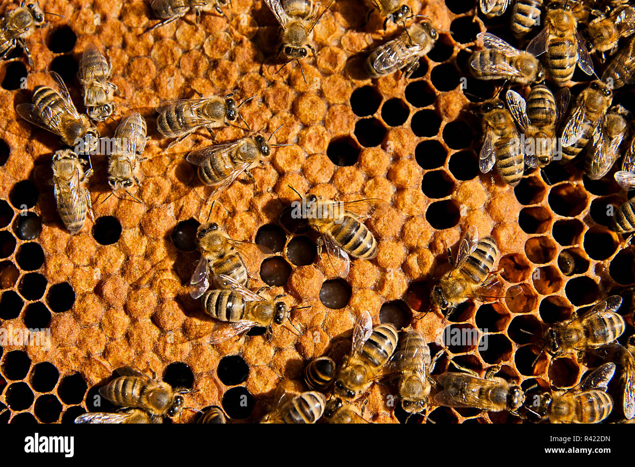 Les abeilles, voir le groupe de travail sur nid d'abeilles. Banque D'Images