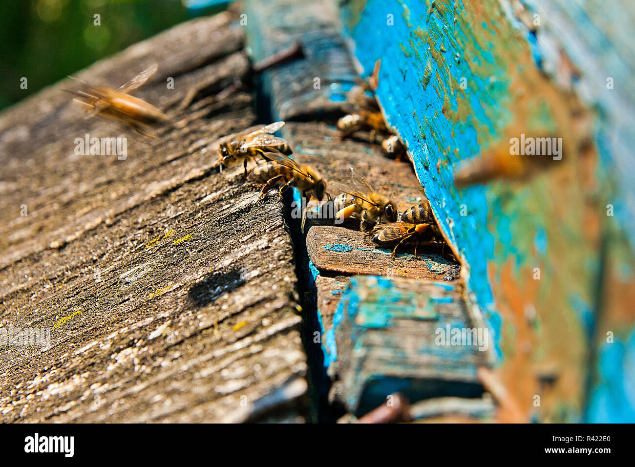 Les abeilles, vue rapprochée du groupe les abeilles. Banque D'Images