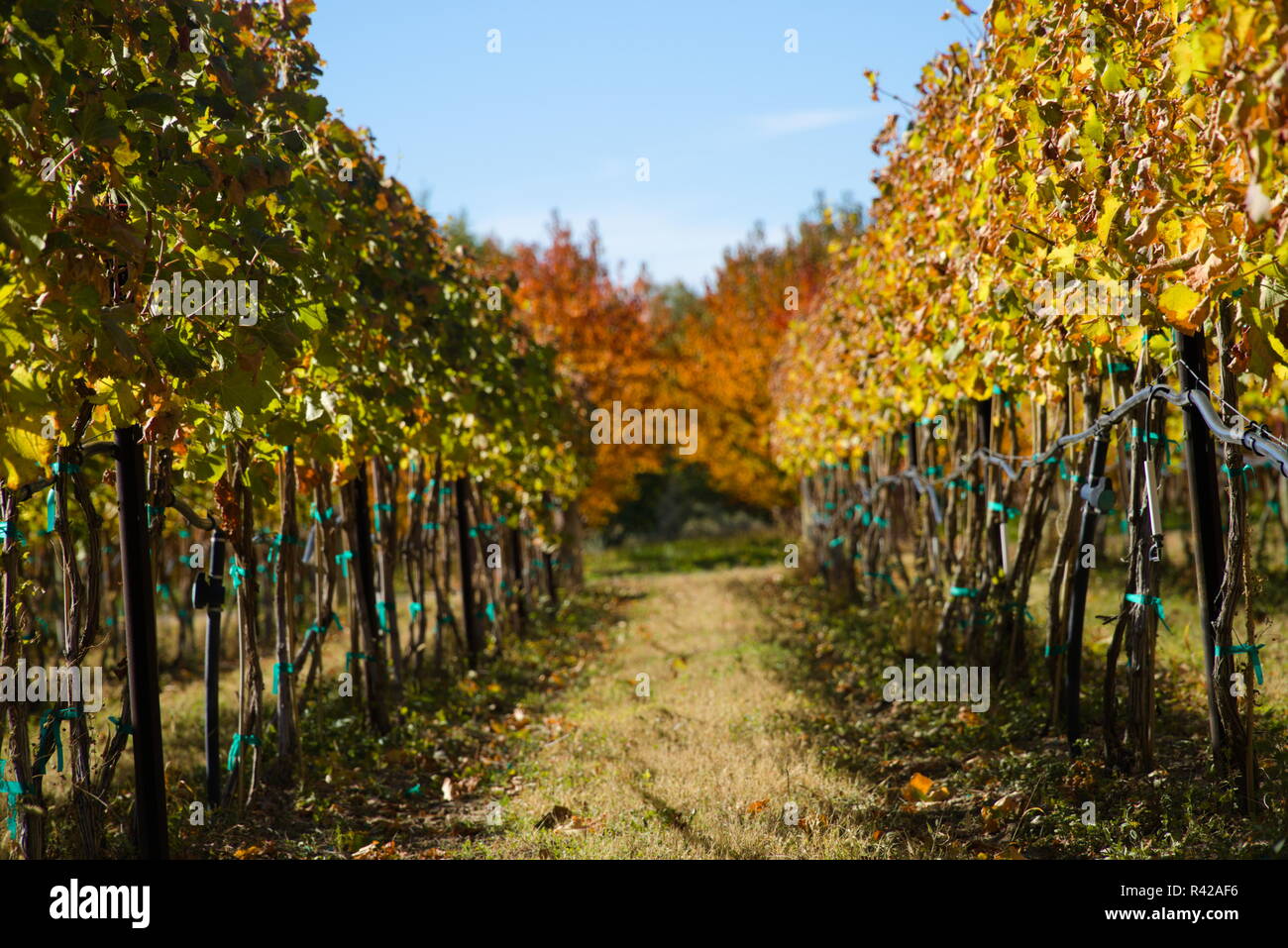 Des rangées de vignes sur des poteaux dans un vignoble avec ciel bleu au-dessus. Banque D'Images