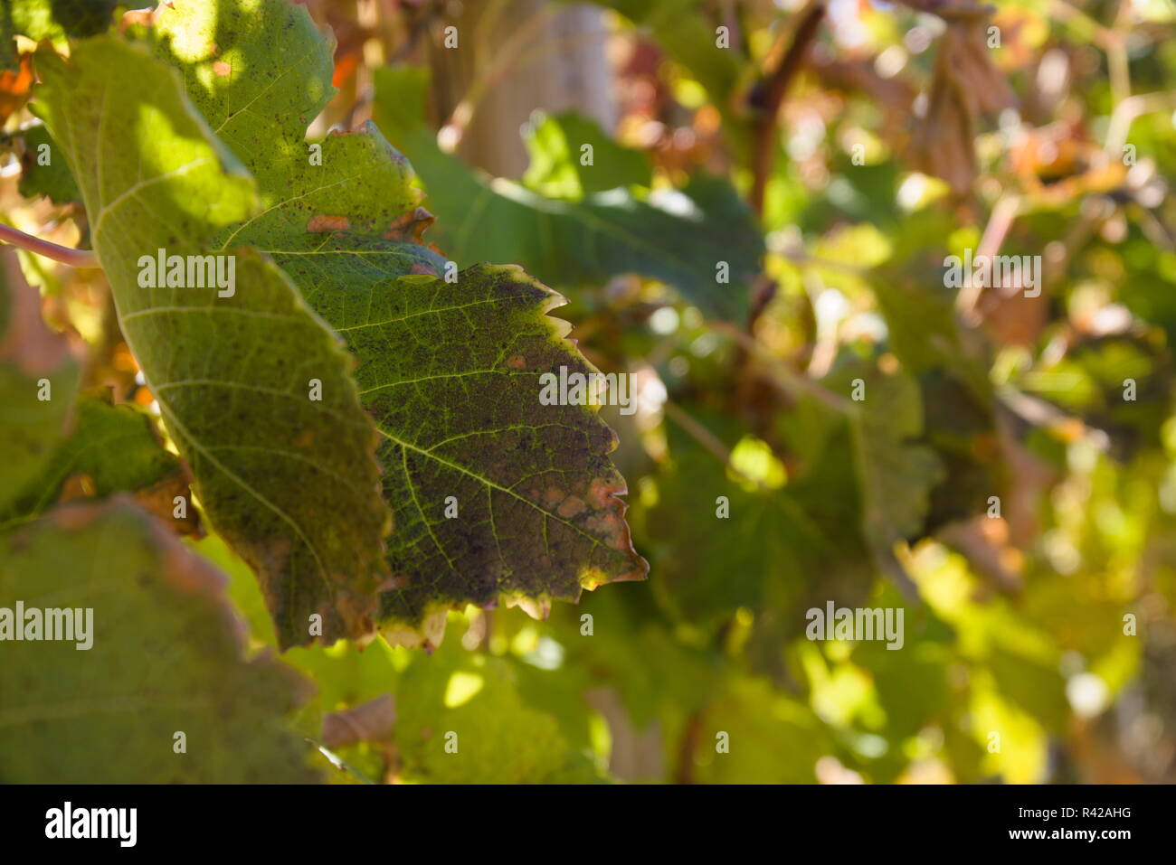 Des rangées de vignes sur des poteaux dans un vignoble avec ciel bleu au-dessus. Banque D'Images