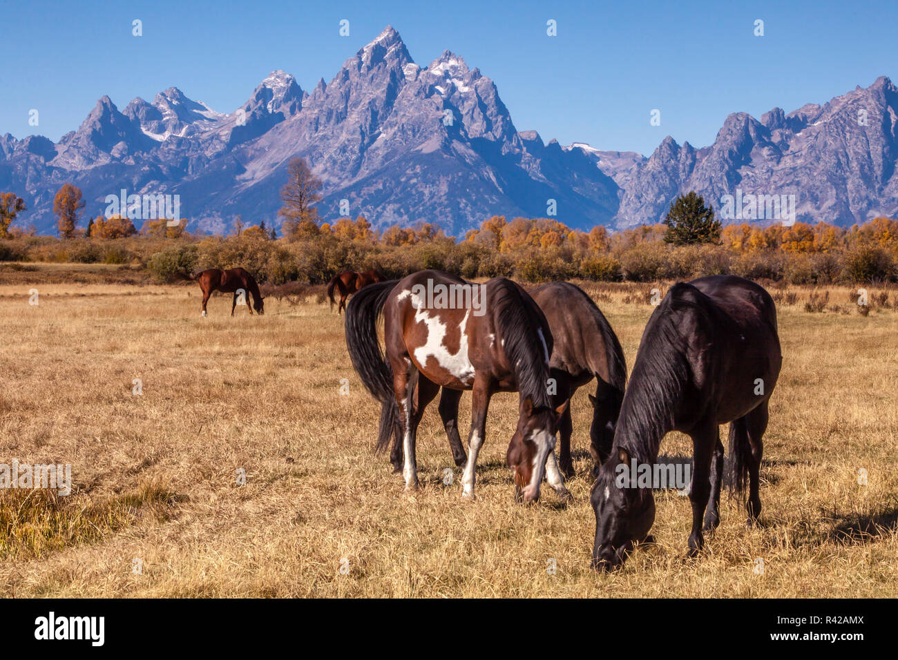 USA, Wyoming, Grand Teton National Park, La Prairie. Les chevaux pâturage Banque D'Images