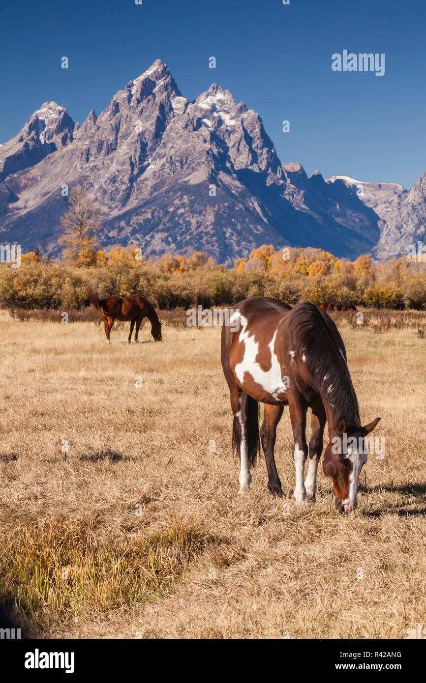 USA, Wyoming, Grand Teton National Park, La Prairie. Cheval de pâturage et le Grand Banque D'Images