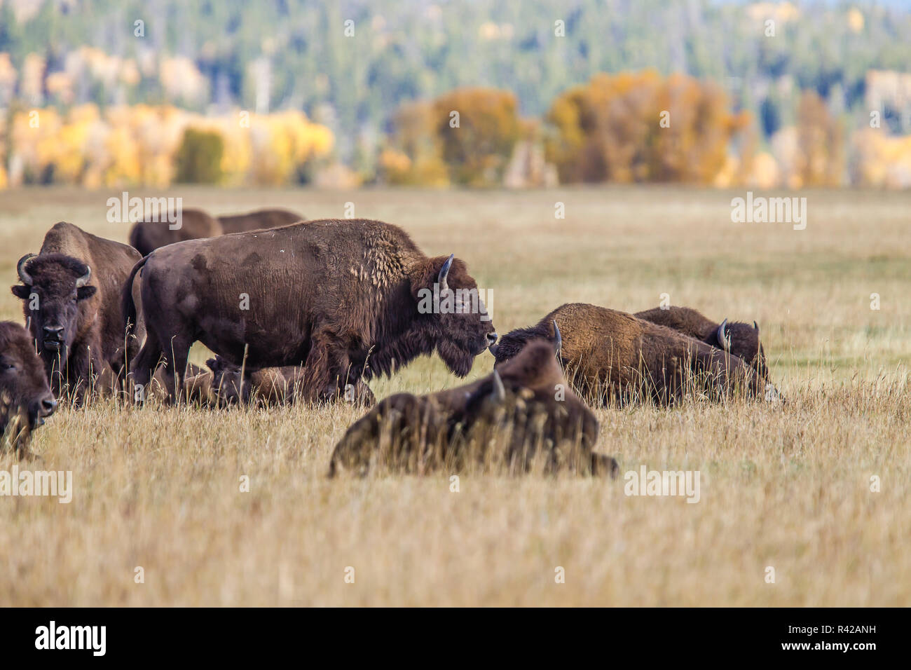 USA, Wyoming, le Parc National de Grand Teton, Jackson Valley Meadow. Bison de pâturage et la couleur de l'automne Banque D'Images