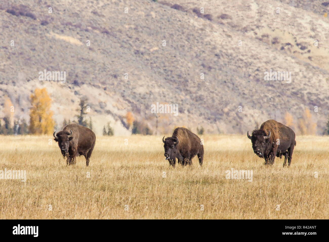 USA, Wyoming, le Parc National de Grand Teton, Jackson Valley Meadow. Taureaux bisons de charge Banque D'Images